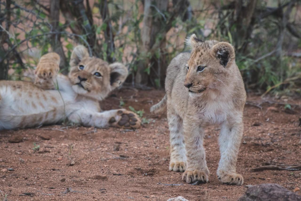 Ku Sungula Safari Lodge Balule Game Reserve Bagian luar foto