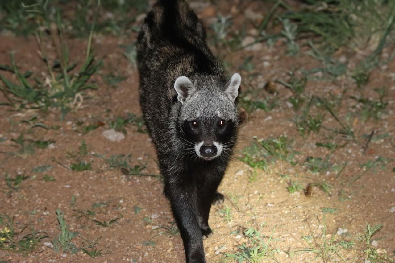 Ku Sungula Safari Lodge Balule Game Reserve Bagian luar foto