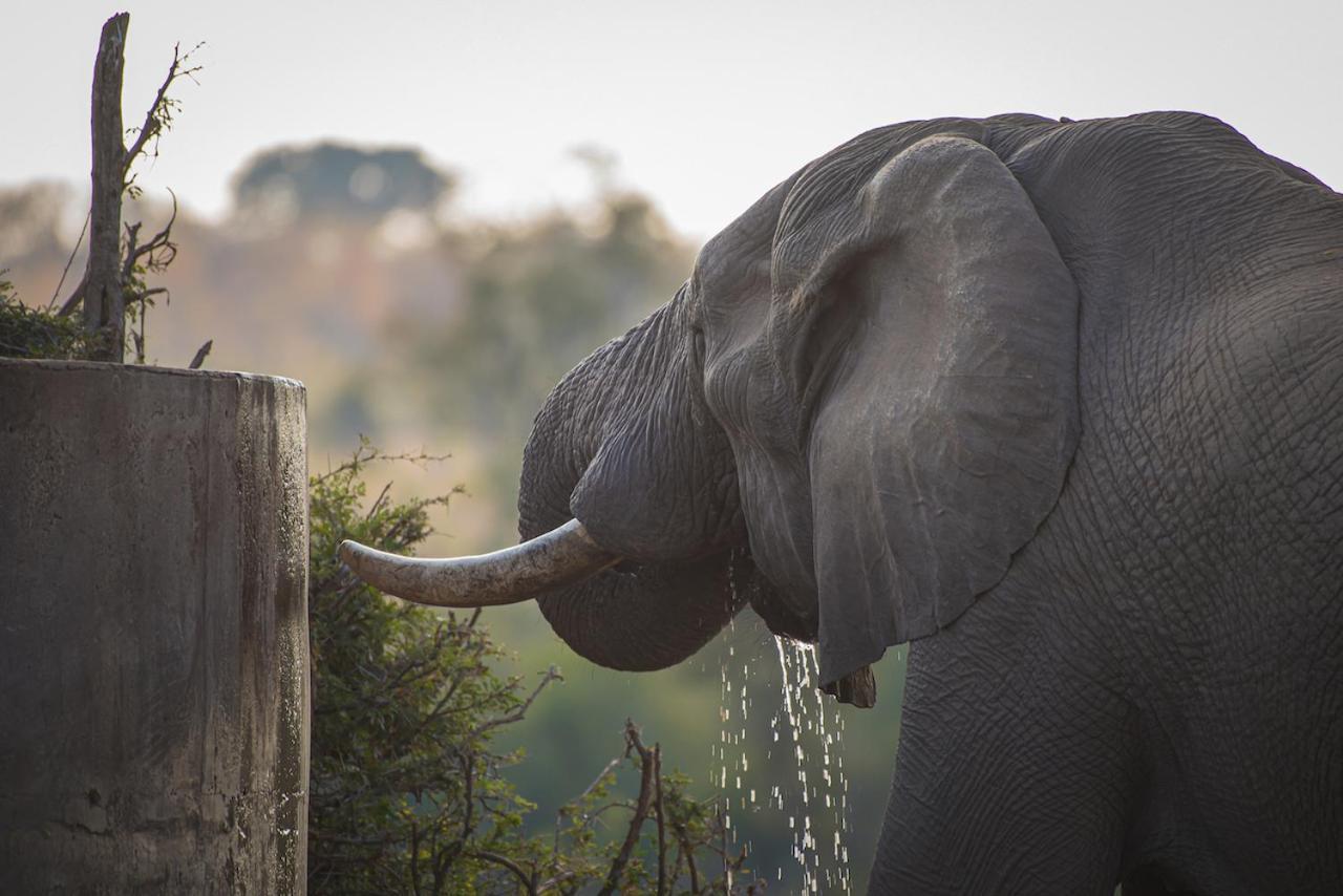 Ku Sungula Safari Lodge Balule Game Reserve Bagian luar foto