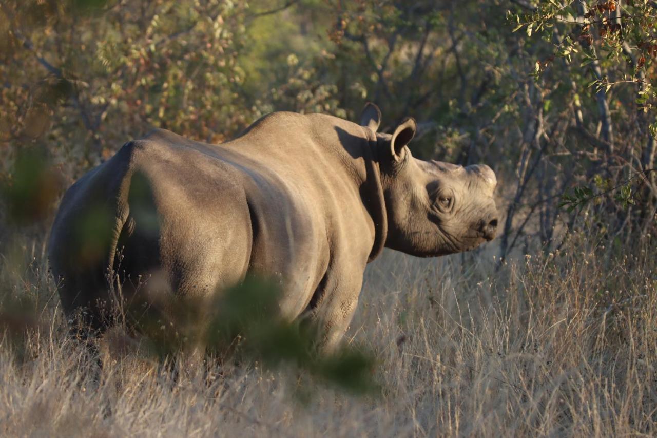 Ku Sungula Safari Lodge Balule Game Reserve Bagian luar foto