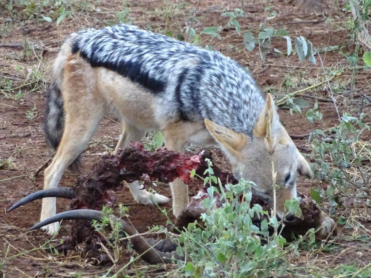 Ku Sungula Safari Lodge Balule Game Reserve Bagian luar foto