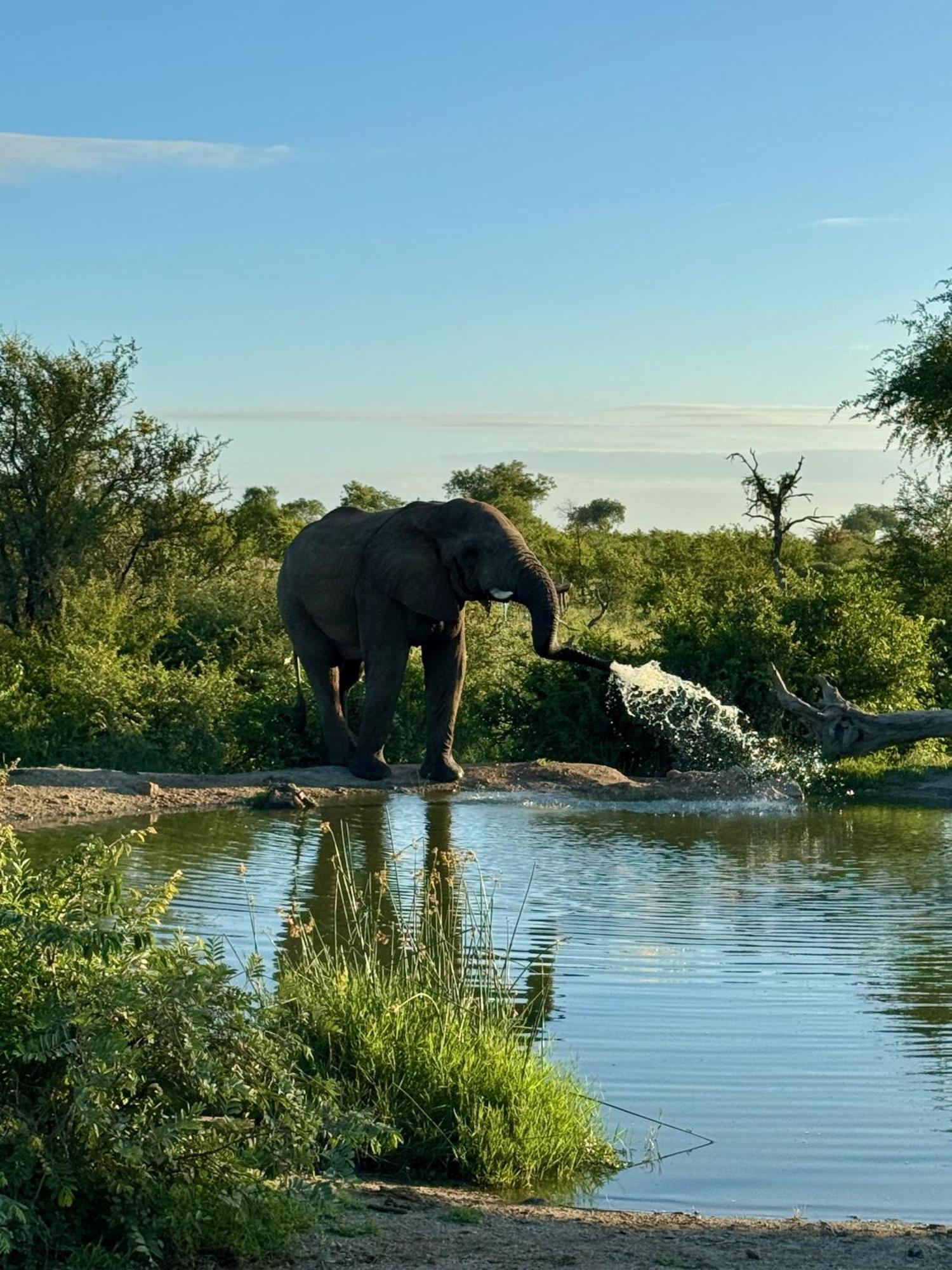 Ku Sungula Safari Lodge Balule Game Reserve Bagian luar foto