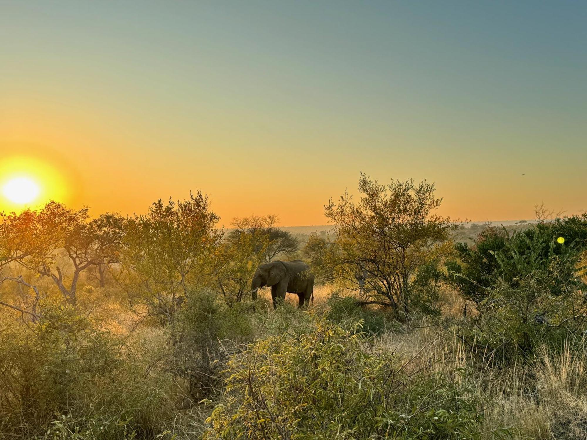 Ku Sungula Safari Lodge Balule Game Reserve Bagian luar foto