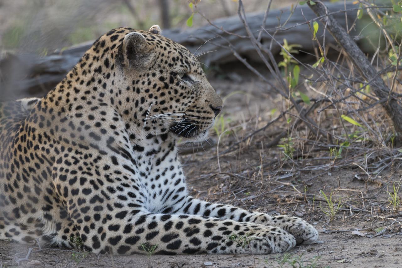 Ku Sungula Safari Lodge Balule Game Reserve Bagian luar foto