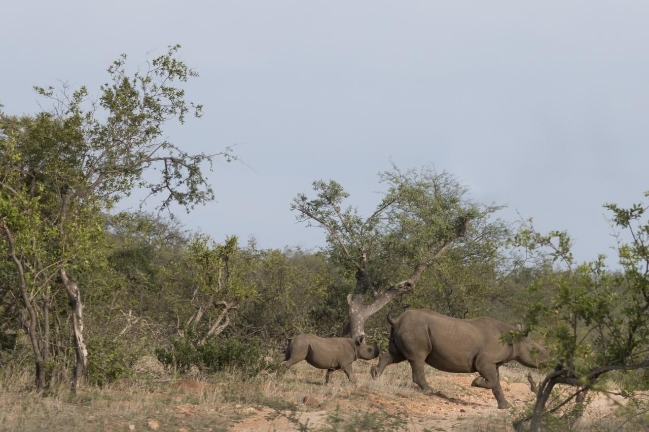 Ku Sungula Safari Lodge Balule Game Reserve Bagian luar foto