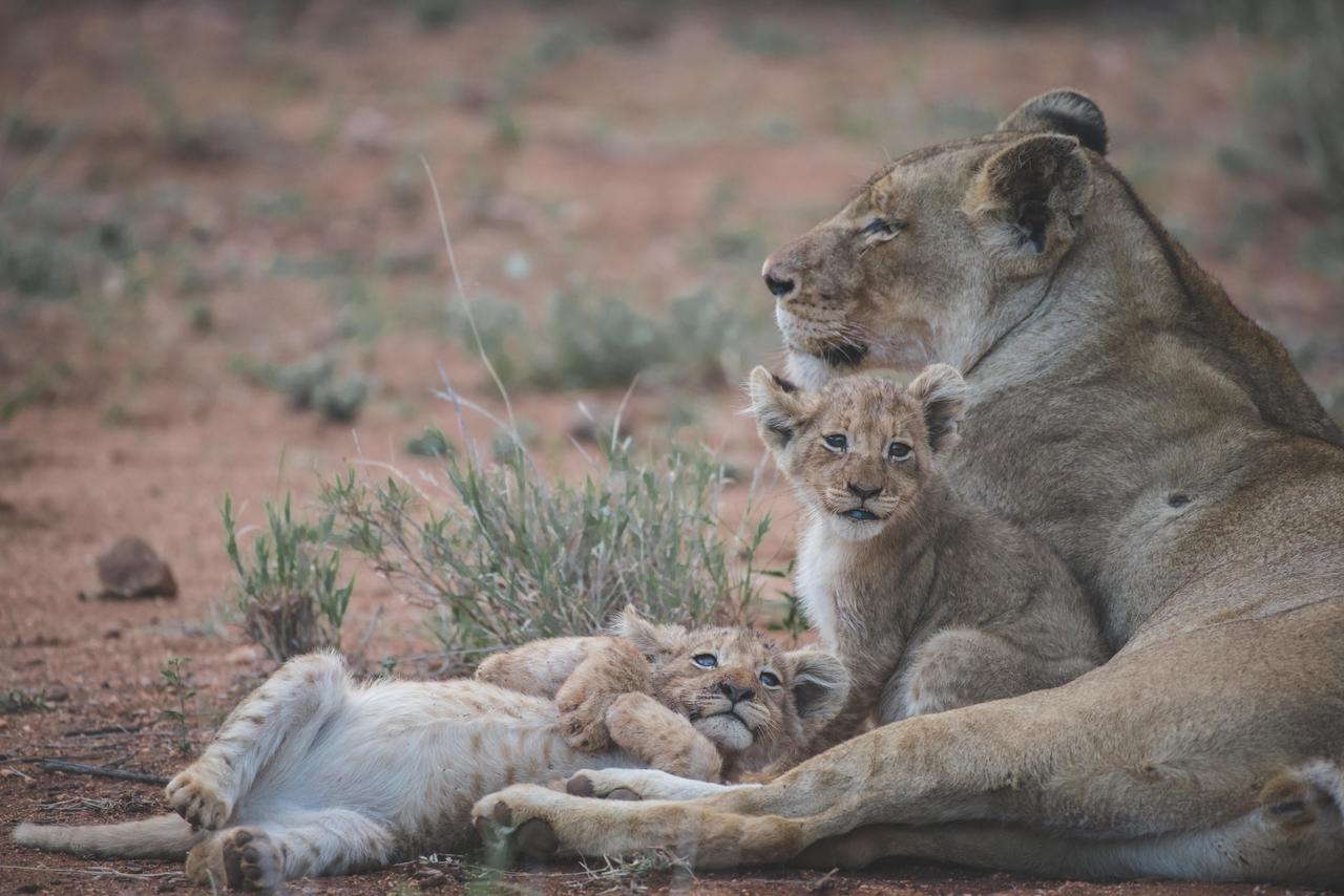 Ku Sungula Safari Lodge Balule Game Reserve Bagian luar foto