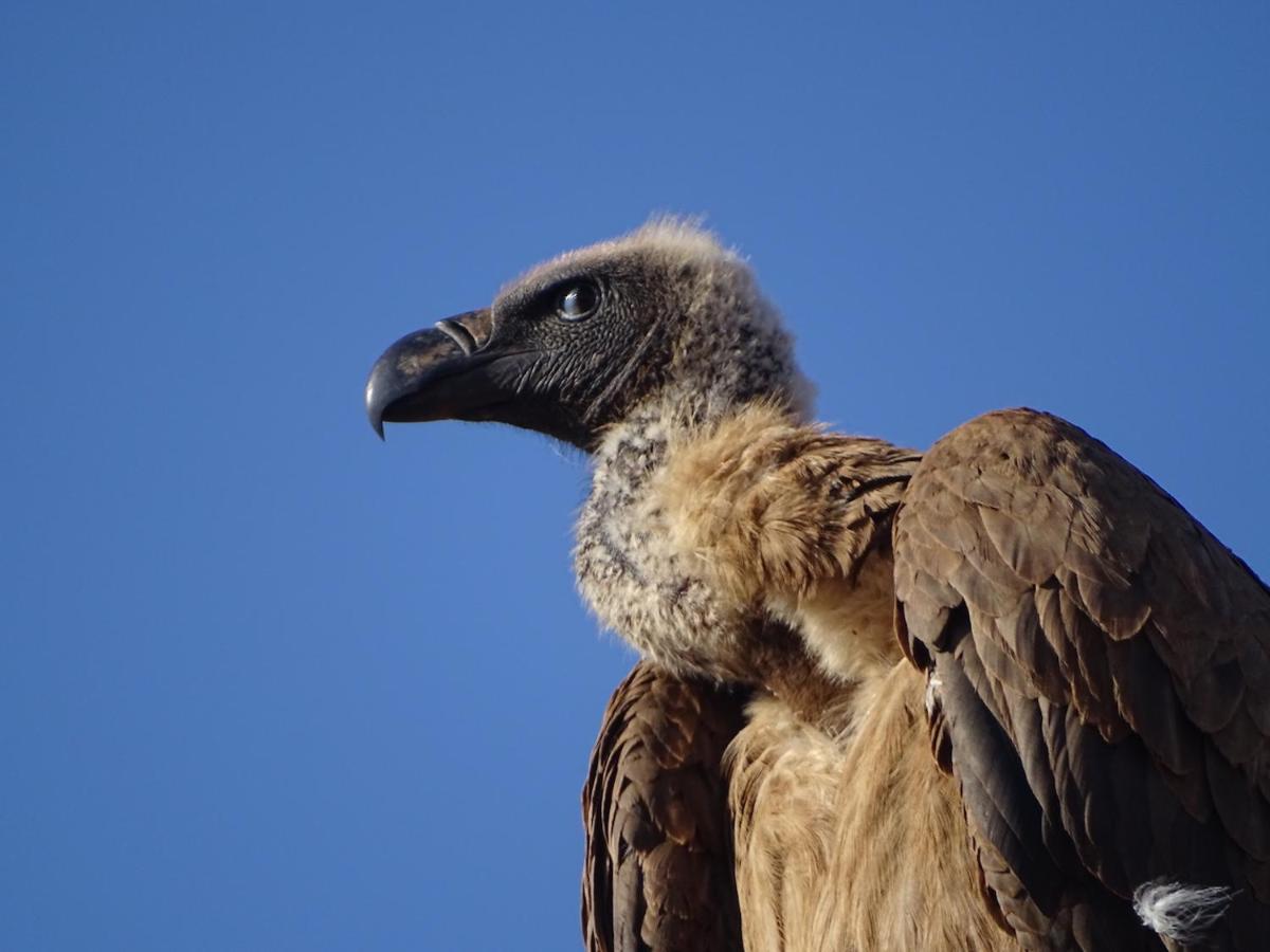 Ku Sungula Safari Lodge Balule Game Reserve Bagian luar foto