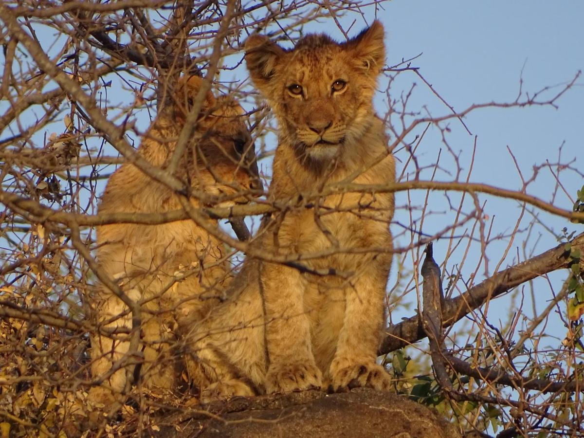 Ku Sungula Safari Lodge Balule Game Reserve Bagian luar foto