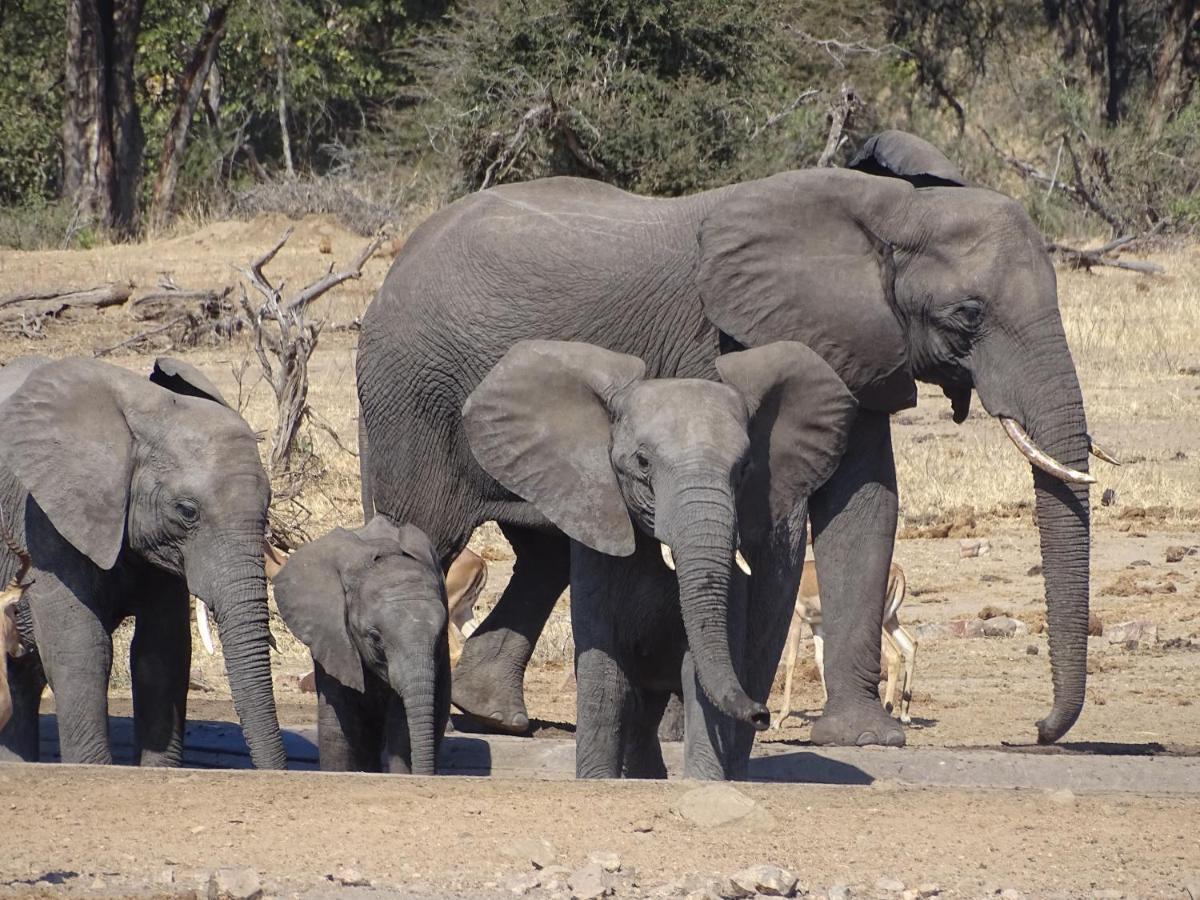 Ku Sungula Safari Lodge Balule Game Reserve Bagian luar foto