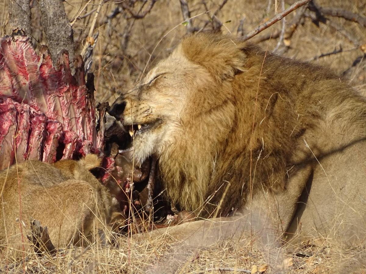 Ku Sungula Safari Lodge Balule Game Reserve Bagian luar foto